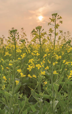 Flowering canola crop