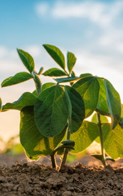 Soybean seedlings