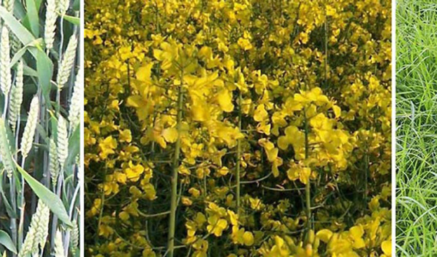 Find-Info-For-Your-Crop