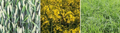 Find Info For Your Crop