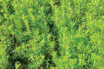 Untreated fleabane