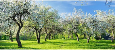Rows of fruit trees covered in white spring blossoms grow across a sunlit green orchard beneath a clear blue sky.