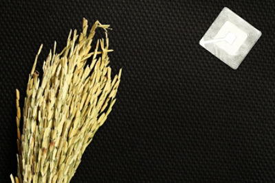 The ear of rice grain and rfid tag put on dark background scene