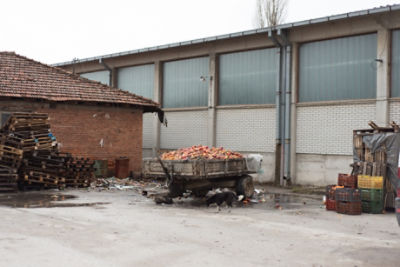 Food_Waste Food in Dumpster