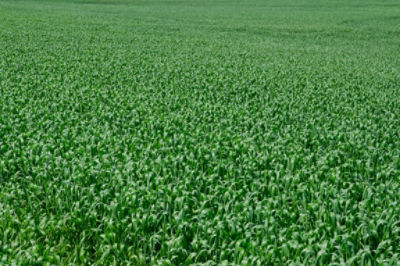 Potato field