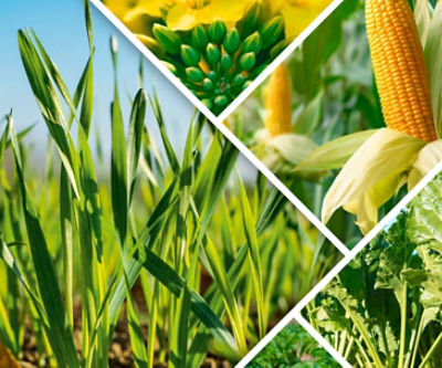 Frühjahrsbroschüre 2026