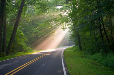 GA DOT highway through forsest