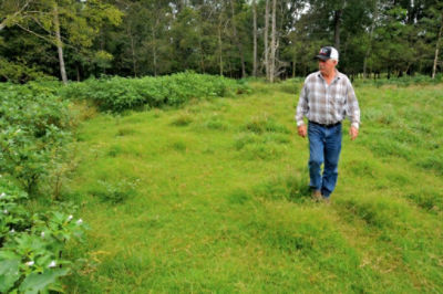 Walking pastures