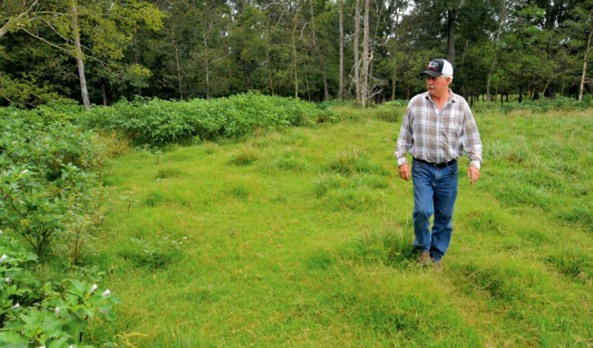 Walking pastures