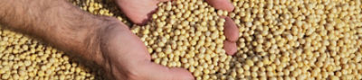 Soya harvest