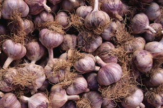 Pile of garlic
