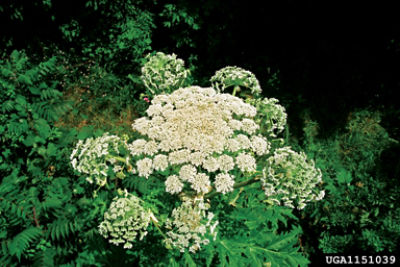 Hogweed bloom
