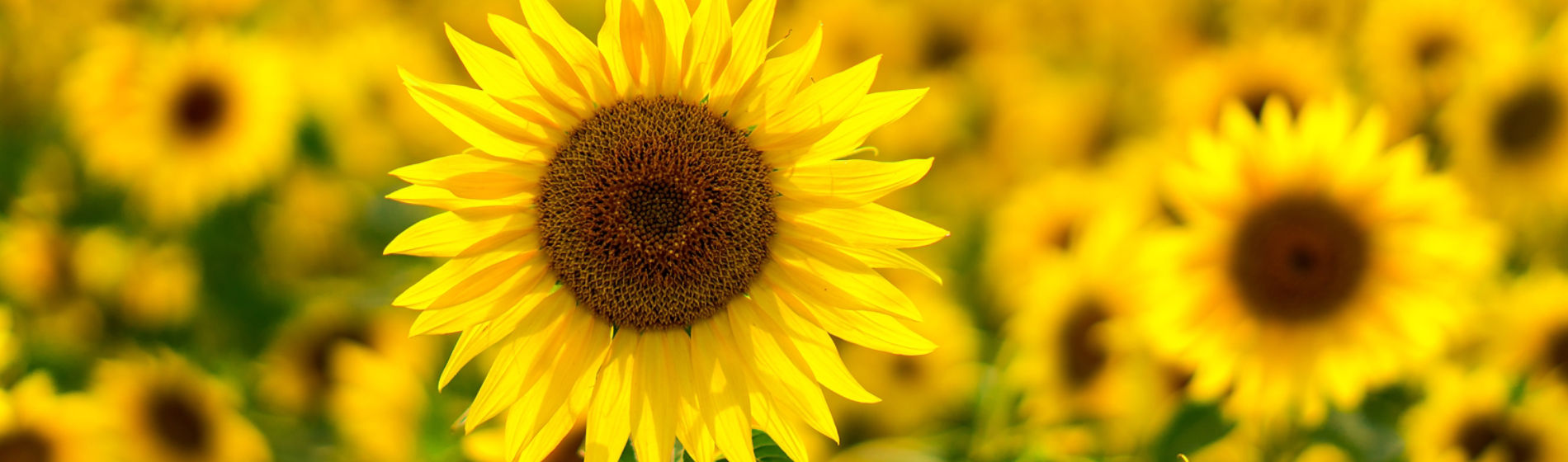 Girasol Banner