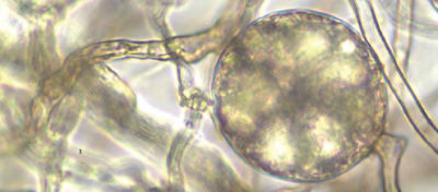 Farmer-Smiling-With-Tangerine