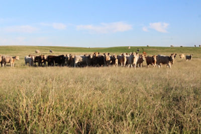 Gossett cattle