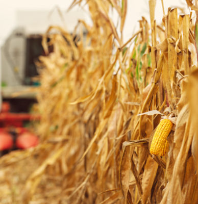 Grain corn harvest