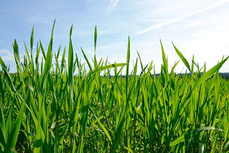 grass