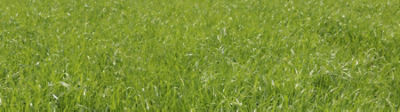 Grassland