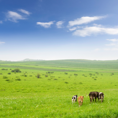 Grassland