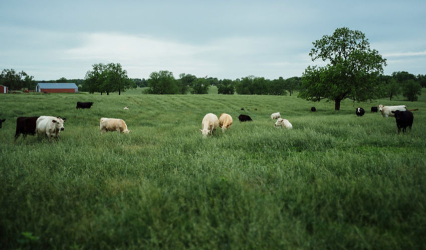 White cows, Black cows grazing