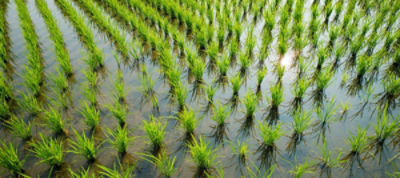 Rice field close up