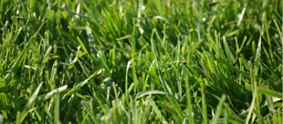 Green grass