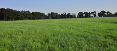 Green pasture