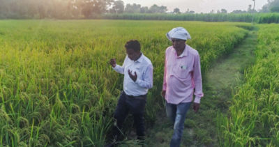 two_men_in_crop_field