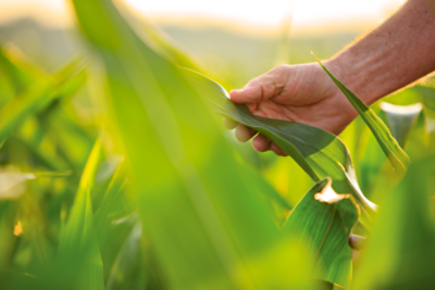 Meet the Pioneer Agronomy Team