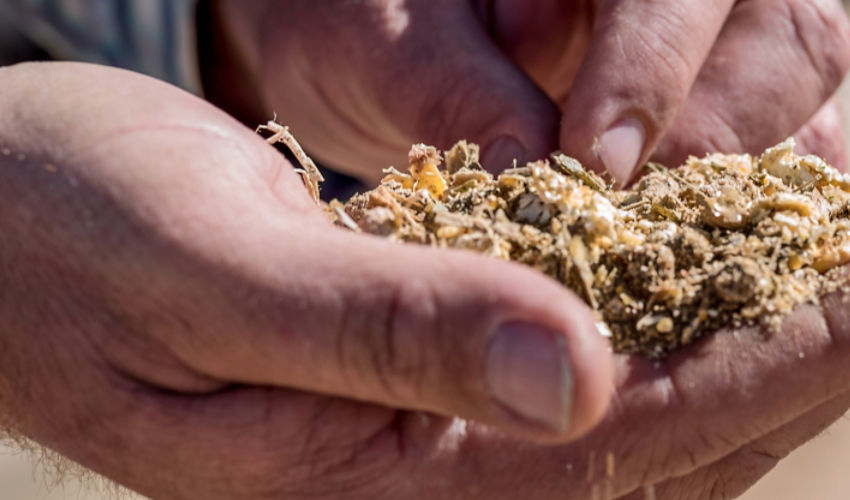Handful of Silage