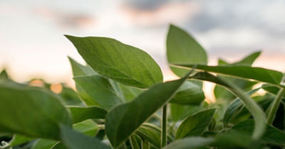 IMG-Haviza_soybean_header_GL_New.jpg