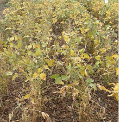 IMG-Haviza_trials_row_1_left_GL_New