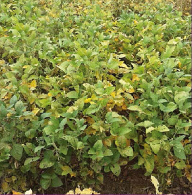 IMG-Haviza_trials_row_1_right_GL_New