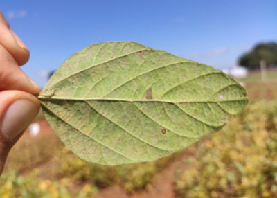 IMG-Haviza_trials_row_3_right_GL_New