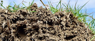 Healthy Soil