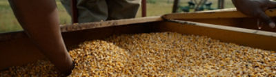 A farmer running his hand through a box of yellow corn kernels
