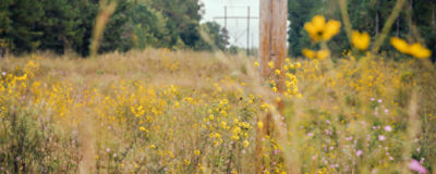 view of wild Prairie land