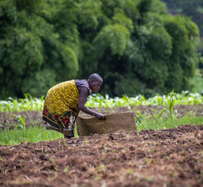 farmer working in field