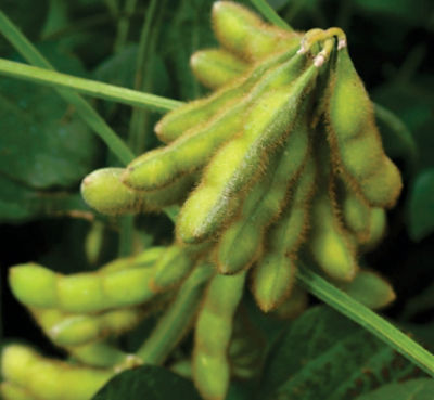 soybean pod cluster