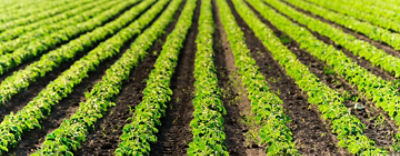 Imagem de Tela Iniciale