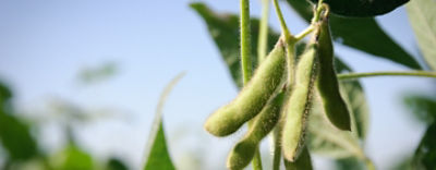 Hero Soja Capullo Mobile