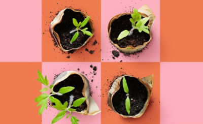 Four small seedlings in individual starter pots