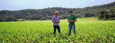 Lavoura de milho com dois homens conversando no meio da foto