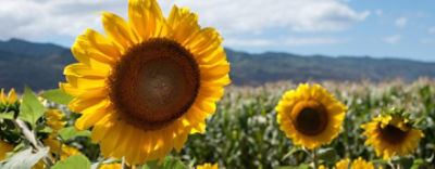 Partnering with the community since 1968