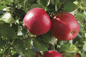 Honeycrisp apples in tree