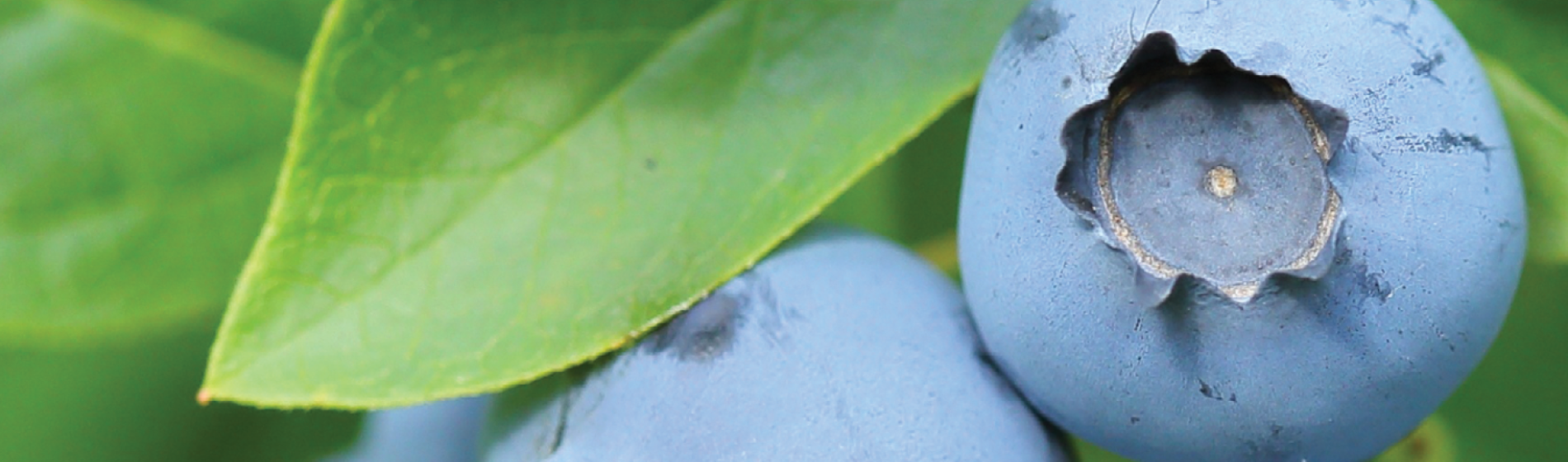 blueberries