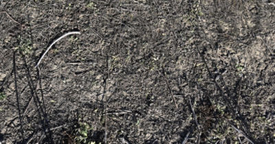 Right: Tree nuts protected by Hulk® herbicide with Rinskor™ active plus glyphosate 33 days after application.