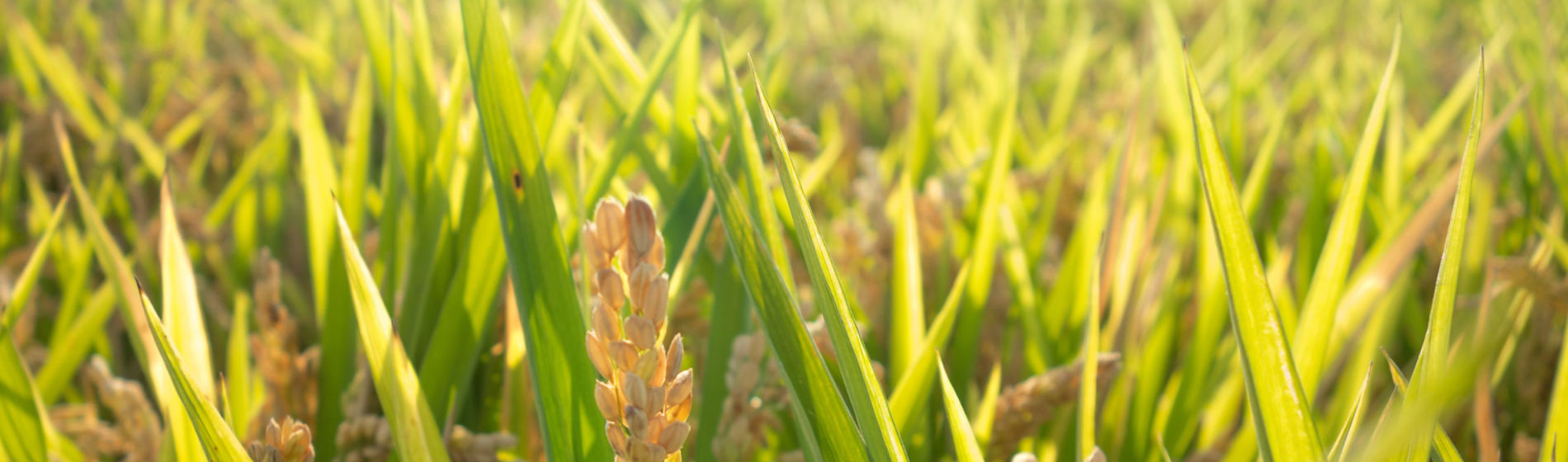 Control de la humedad en el cultivo del arroz