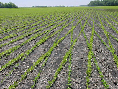 Spotting and Preventing Iron Deficiency Chlorosis in Soybeans