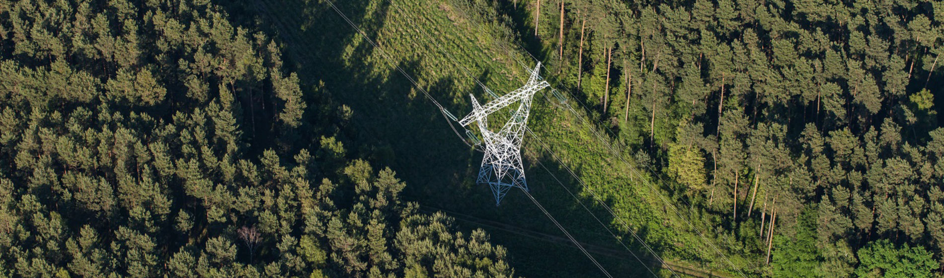 trees around hydro lines